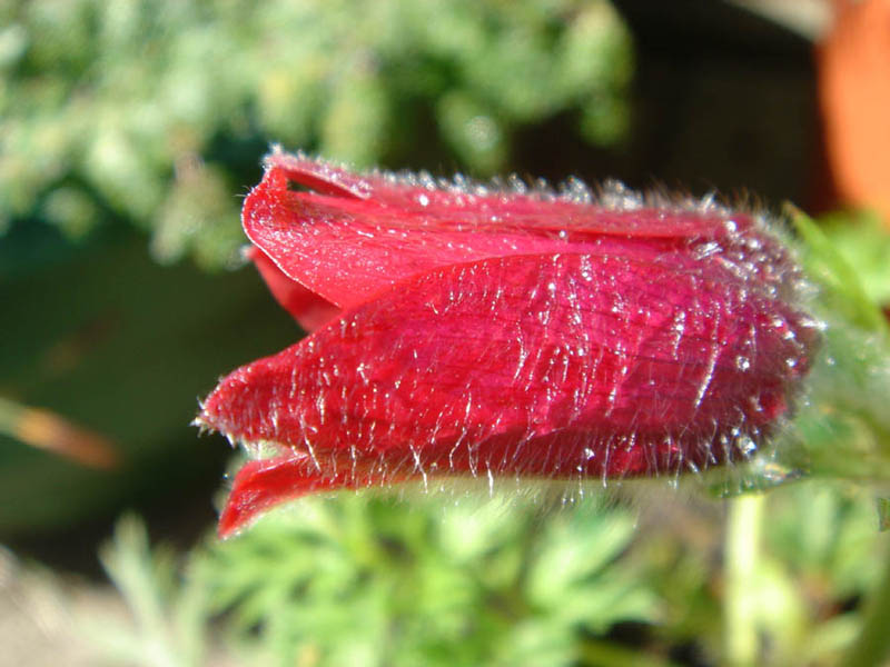 Pulsatilla vulgaris 'Röde klokke' en fleurs dans une prairie ensoleillée